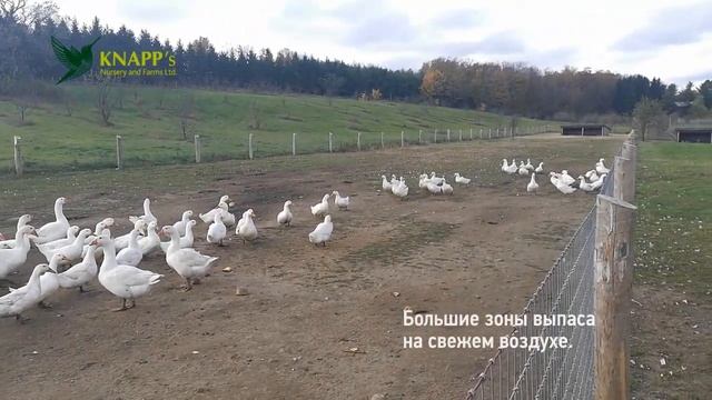 Домашняя птица | 26 октября 2018 г. | Knapp's Nursery and Farms Ltd. смотреть онлайн