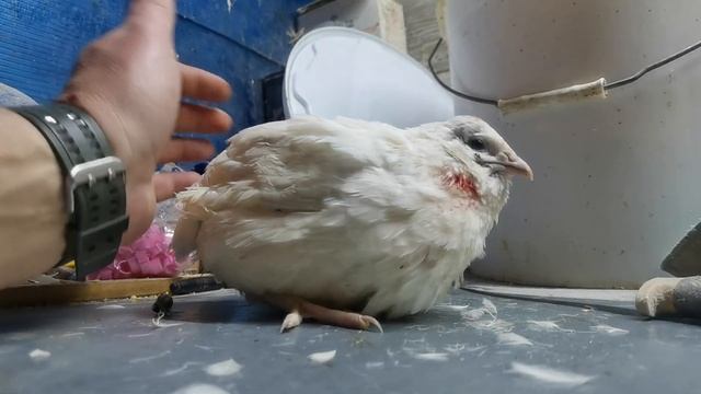 Болезнь перепелов, о которой вы не слышали !!!! Сбой организма. смотреть онлайн