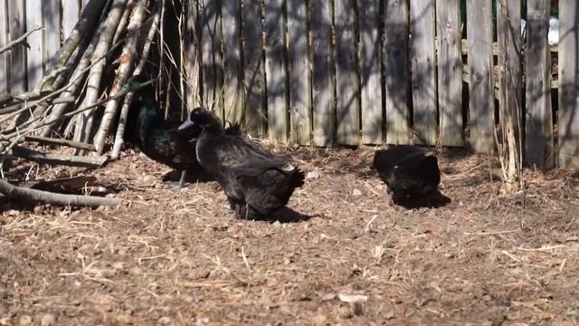 Утка Каюга присматривает место для кладки. смотреть онлайн