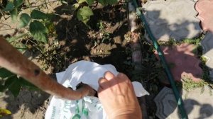 Черешни хелена и сильвия: посадка от Letto