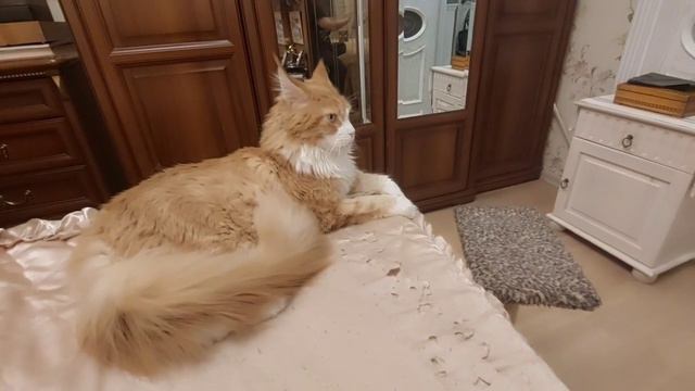 97 Гости Вечеринка Кот гигант Бабушка и внук Балкон Санкт -Петербург ВЛОГ смотреть онлайн