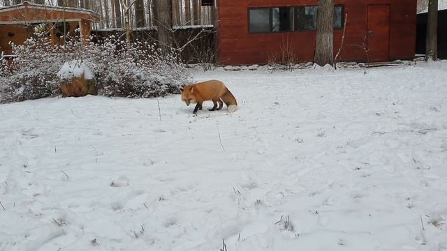Алиса - лиса. Злюка! кто еще хочет завести лису? смотреть онлайн