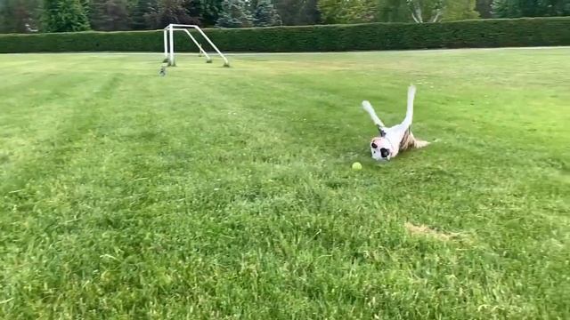 Young Pit Bull Hasn't Learned to Slow Down || ViralHog смотреть онлайн