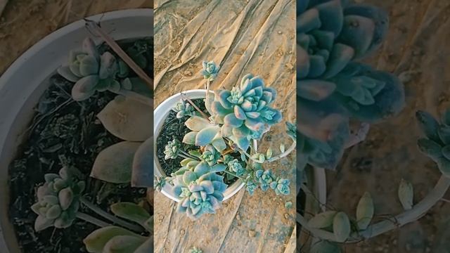 Echeveria elegans plant смотреть онлайн