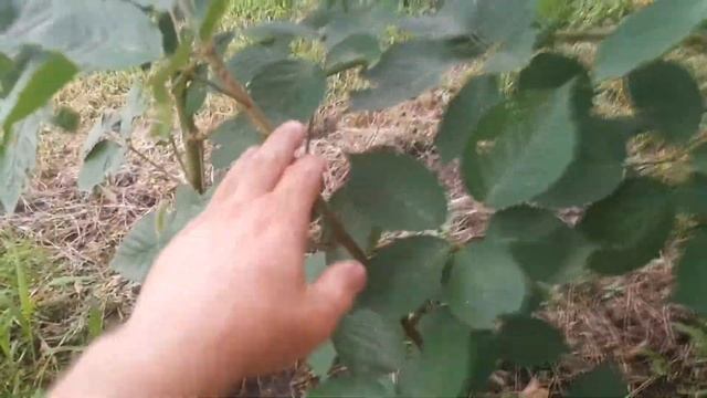 ?Ежевика Натчез после летней обрезки? смотреть онлайн