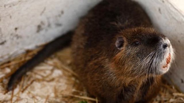 Разведение Ондатры в домашних условиях как бизнес идея смотреть онлайн