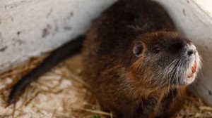 Разведение Ондатры в домашних условиях как бизнес идея