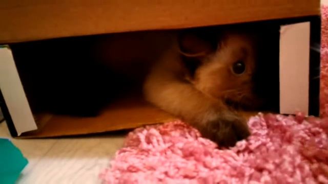 Невский-маскарадный котёнок прячется в коробке смотреть онлайн