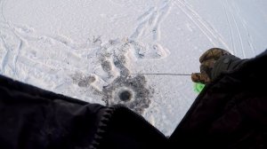 Ловля окуня на блесну зимой. Убийца окуня!!!