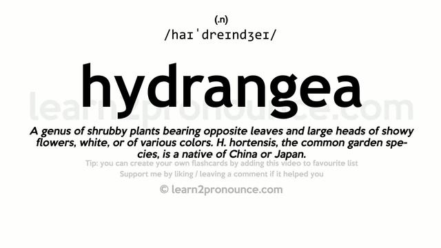 Pronunciation of Hydrangea | Definition of Hydrangea смотреть онлайн