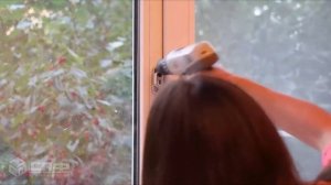 Тросиковый замок (детский замок)на окна. Обзор и установка.