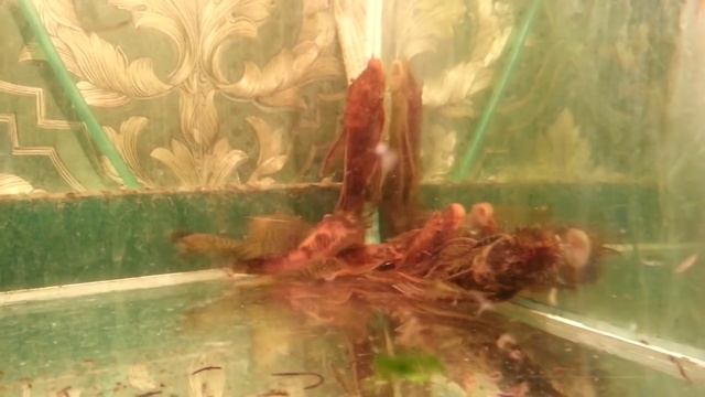 Вуалевый анцитрус №16, Ancistrus, Zucht Aquarienfische, pesci d'acquario, les poissons d'aquarium смотреть онлайн