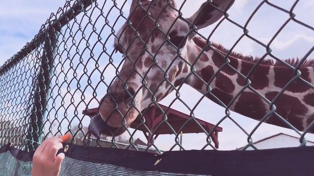 США Флорида, маленький зоопарк, кормим жирафа смотреть онлайн