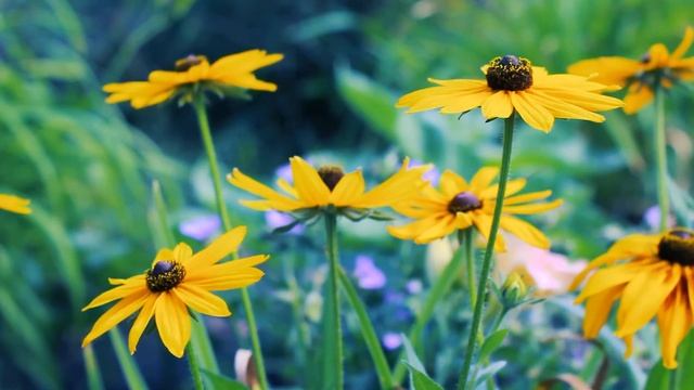 Яркие желтые Ромашки лета | Футажи красивая природа [FullHD] смотреть онлайн