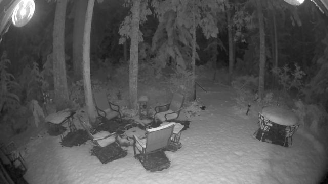Cougar sighting. Road 20d, Rhododendron, Oregon смотреть онлайн