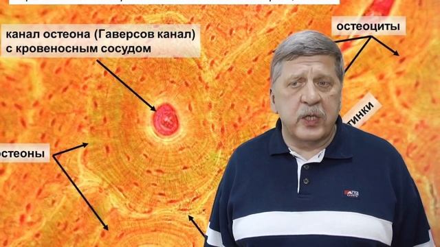 скелетные ткани смотреть онлайн