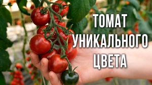 Томат черри для открытого грунта и теплиц уникального цвета. Черри для консервирования. Новинки.