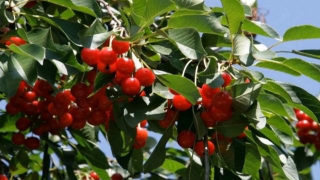 "Тільки вишні" Співає Народний артист України Олег Дзюба. смотреть онлайн