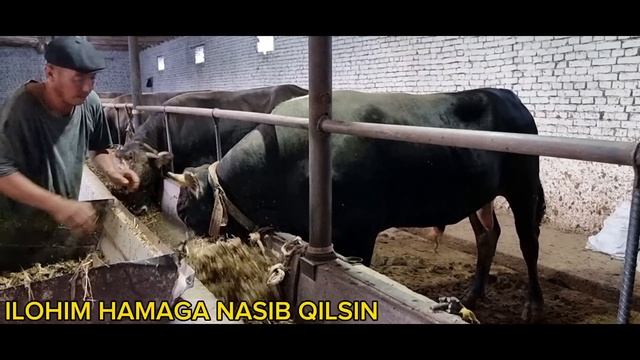 CHORVADA MOL BOQISH SIRLARI смотреть онлайн