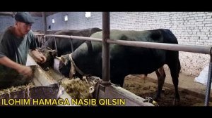 CHORVADA MOL BOQISH SIRLARI