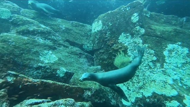 Морские котики смотреть онлайн