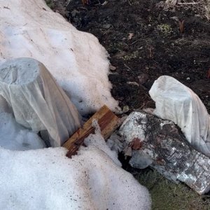 Как зимует лаванда и самшит в Сибири