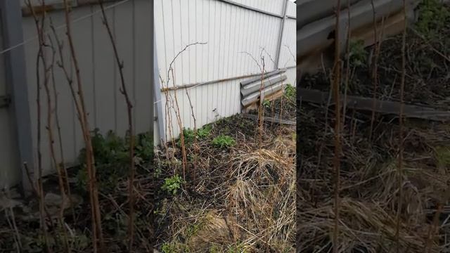 Как повысить урожайность в огороде, в саду. Мульчирование почвы. смотреть онлайн