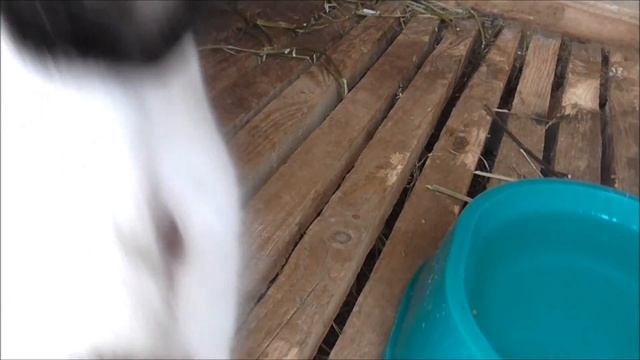 Кролики : Весенний ремонт. смотреть онлайн