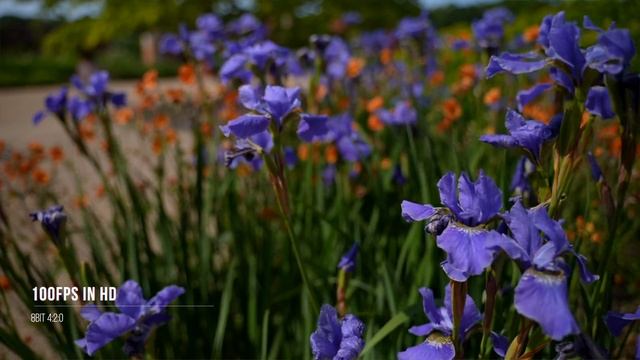 Filmmakers NEED this camera. Sony ZVE1 Review смотреть онлайн