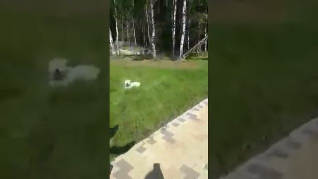 Найда и Рекс немецкие овчарки смотреть онлайн