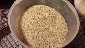 Зелень в рационе индюшат