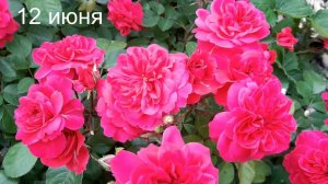 Роза  Сангрия в Саду на трех холмах