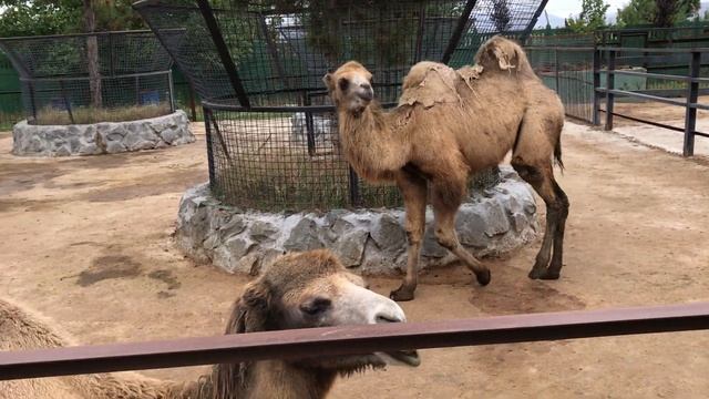 Лапушкин оценил конский щавель) Тайган Lapushkin appreciated the horse sorrel) Taigan смотреть онлайн