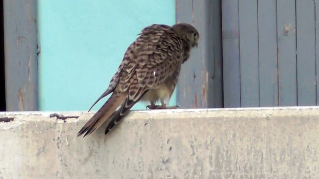 Пустельга. ( Falco tinnunculus ) смотреть онлайн