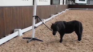 МИНИАТЮРНАЯ ЛОШАДЬ. ЧТО ЗА ЗВЕРЬ ТАКОЙ?