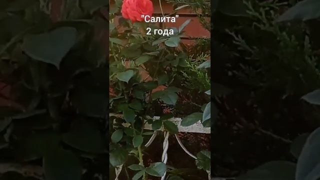 Ароматные розы. "Салита". Лето 2022. смотреть онлайн