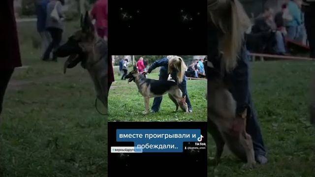 11 лет собачьей жизни в 35 фото) овчарка Клео ❣️Все, как щенок. Ничего не меняется) смотреть онлайн