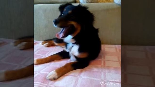 TAG: Мой пушистый друг смотреть онлайн
