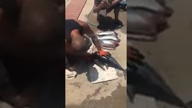 Разделка тунца смотреть онлайн