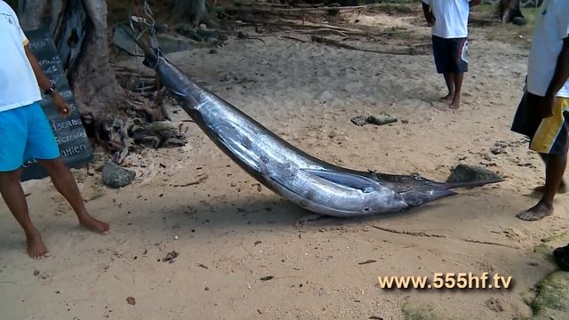 Ловим марлина, дорадо, тунца на Маврикии. Часть 7. смотреть онлайн