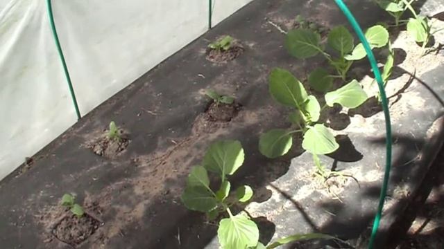 Ленивая грядка. Смешанные посадки. //1 смотреть онлайн