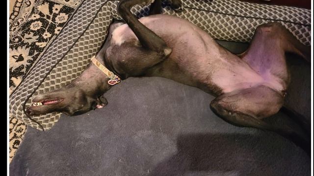 Southern Arizona Greyhound Adoption Class of 2021 смотреть онлайн