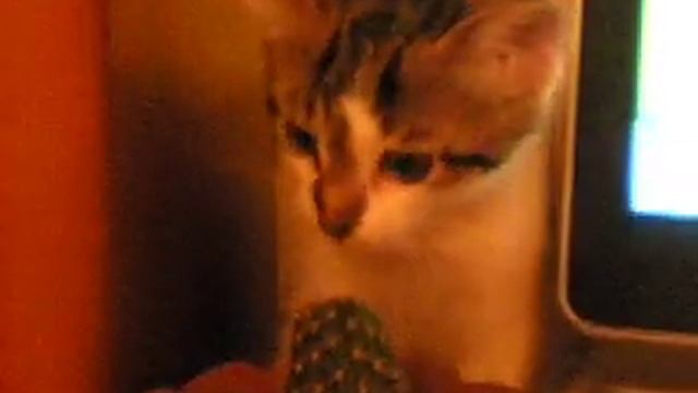 Кошка и кактус смотреть онлайн