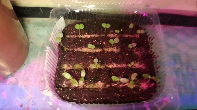 Всходы ампельной петунии, ампельного катарантуса, лвиный зев. смотреть онлайн