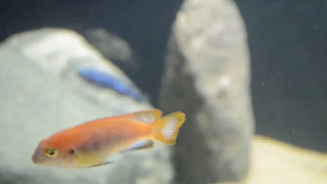 Pseudotropheus Tropheops Chilumba WFNZ смотреть онлайн