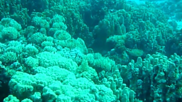 Красное море. «Панорама риф» (I) смотреть онлайн
