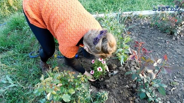 Посадка и уход за огурцами