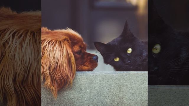 Music for cat video 2 смотреть онлайн