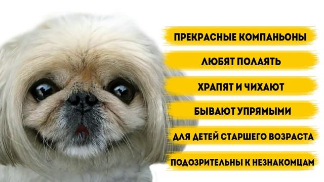 Пекинес - породы собак. смотреть онлайн