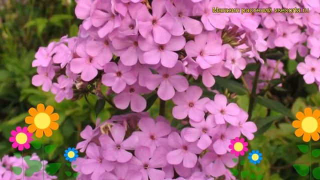 Флокс метельчатый Хесперис. Краткий обзор, описание характеристик phlox paniculata Hesperis смотреть онлайн
